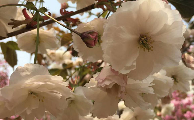 河北中级经济师培训班_哪个好_多少钱