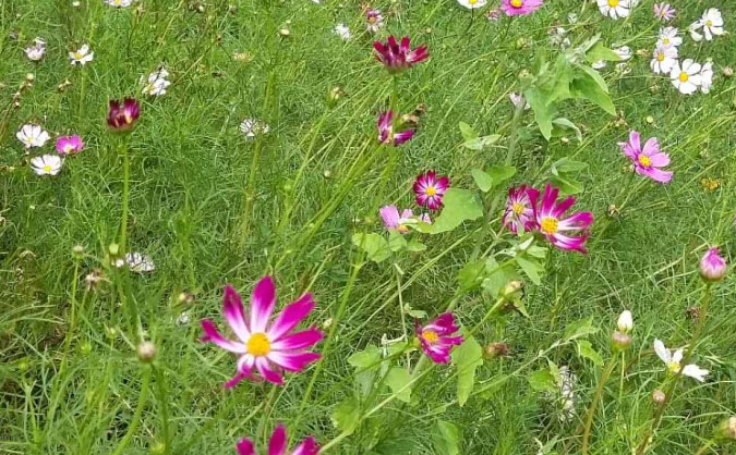 西安中级经济师培训班_哪个好_多少钱