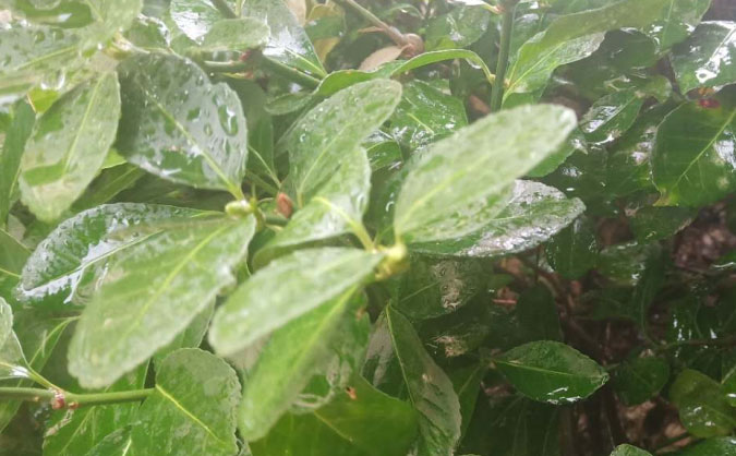 黄岛中级经济师培训班_哪个好_多少钱