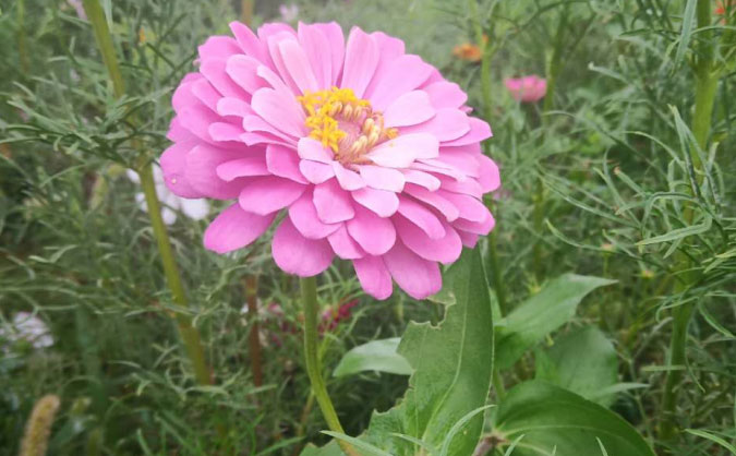 日照中级经济师培训班_哪个好_多少钱