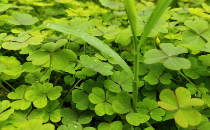 宿迁中级经济师培训班_哪个好_多少钱