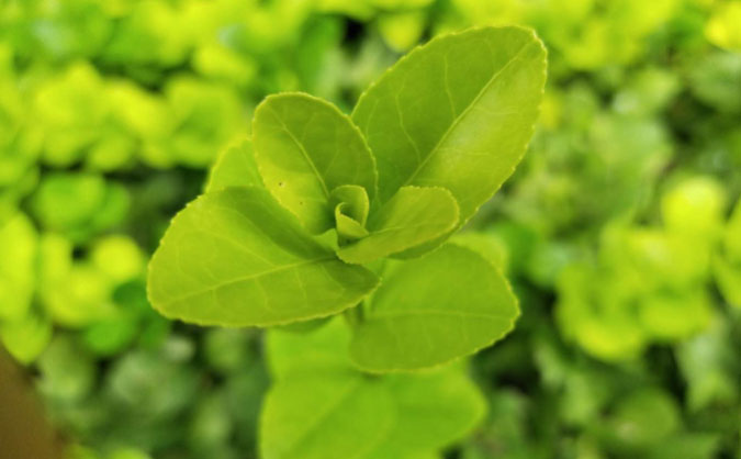 平顶山中级经济师培训班_哪个好_多少钱