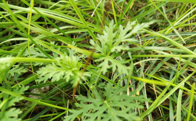 周口中级经济师培训班_哪个好_多少钱