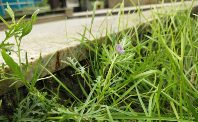 南阳中级经济师培训班_哪个好_多少钱