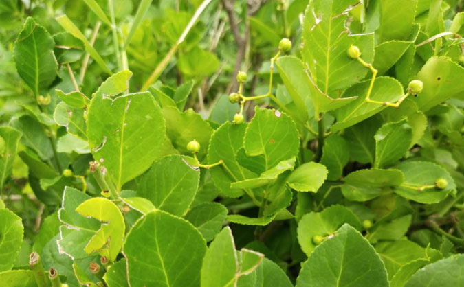 咸宁中级经济师培训班_哪个好_多少钱