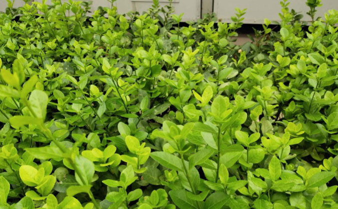 随州中级经济师培训班_哪个好_多少钱