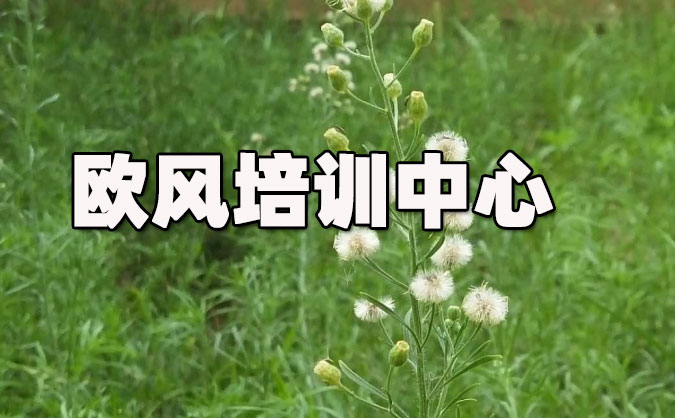 无锡欧风培训中心怎么样