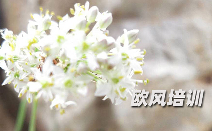 广州欧风培训中心怎么样