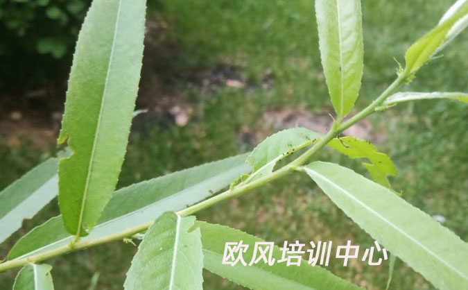 广州天河区欧风培训中心怎么样