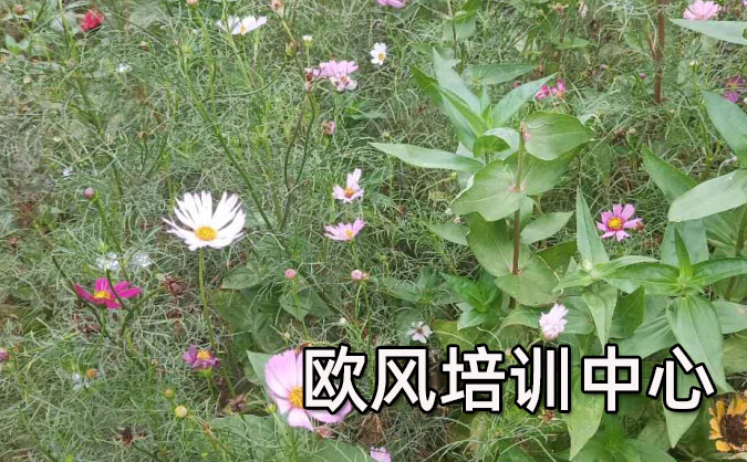 无锡崇安区欧风培训中心怎么样