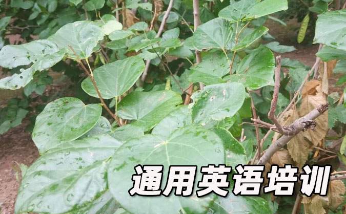 沈阳通用英语培训哪里好_价格