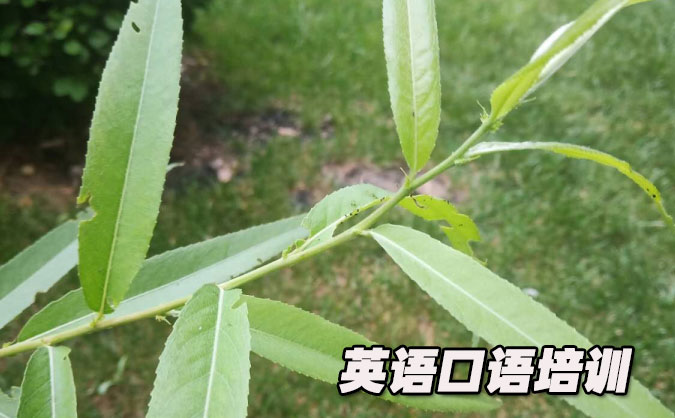 广州白云区从零开始学英语口语_专业培训机构,免费试听-美联学校