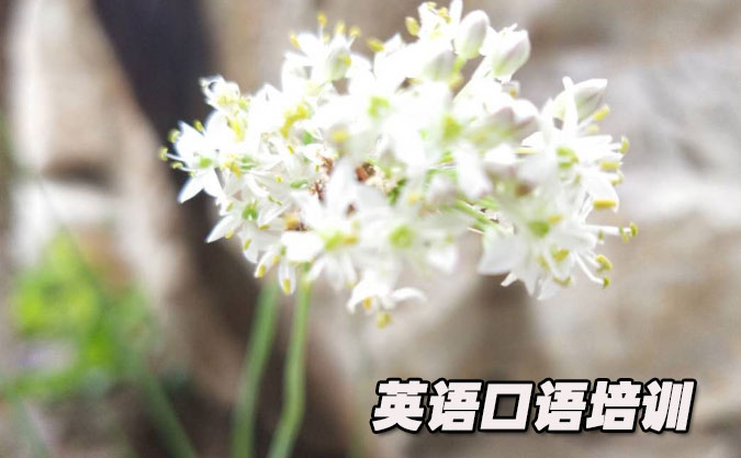 深圳从零开始学英语口语_专业培训机构，免费试听-美联学校