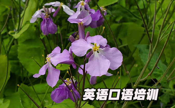 北京从零开始学英语口语_专业培训机构，免费试听-美联学校