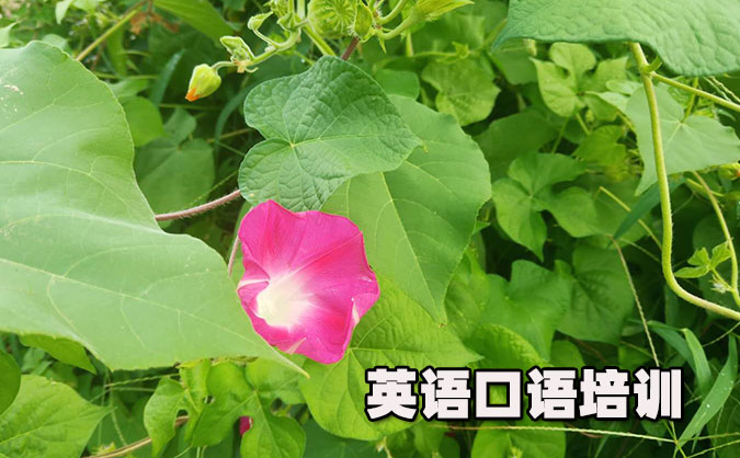 南昌从零开始学英语口语_专业培训机构，免费试听-美联学校
