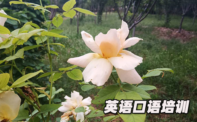 厦门从零开始学英语口语_专业培训机构,免费试听-美联学校