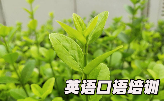 大连从零开始学英语口语_专业培训机构，免费试听-美联学校