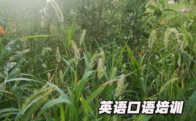 深圳龙华区从零开始学英语口语_专业培训机构，免费试听-美联学校