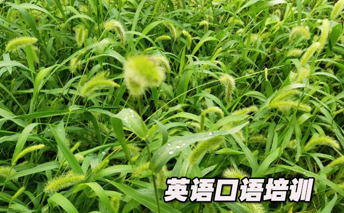 东莞长安镇从零开始学英语口语_专业培训机构,免费试听-美联学校