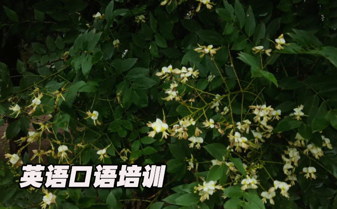 佛山禅城区从零开始学英语口语_专业培训机构,免费试听-美联学校