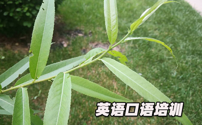 苏州吴中区从零开始学英语口语_专业培训机构，免费试听-美联学校