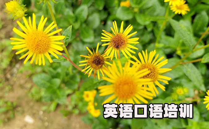 沈阳铁西区从零开始学英语口语_专业培训机构，免费试听-美联学校