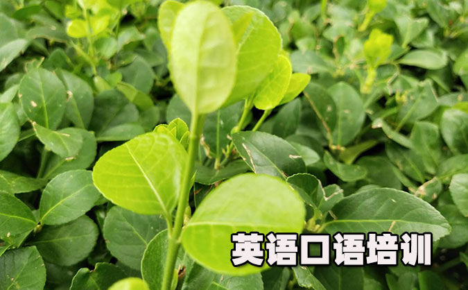 南昌红谷滩从零开始学英语口语_专业培训机构,免费试听-美联学校