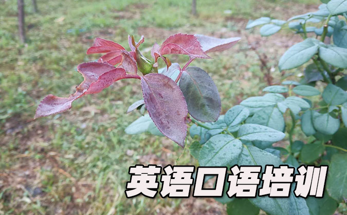 成都青羊区从零开始学英语口语_专业培训机构，免费试听-美联学校    