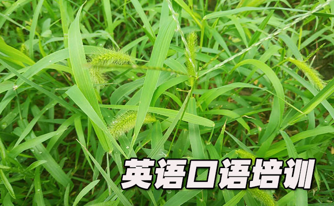 成都高新区从零开始学英语口语_专业培训机构，免费试听-美联学校