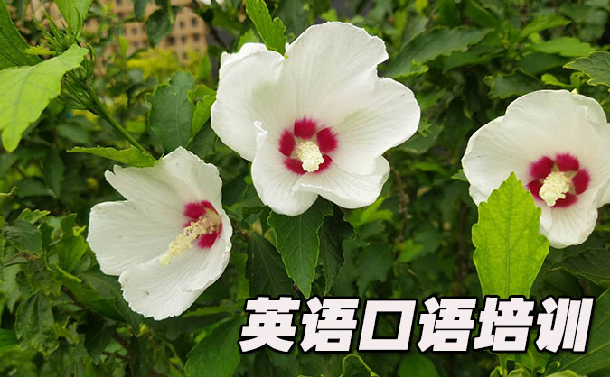 大连沙河口区从零开始学英语口语_专业培训机构，免费试听-美联学校