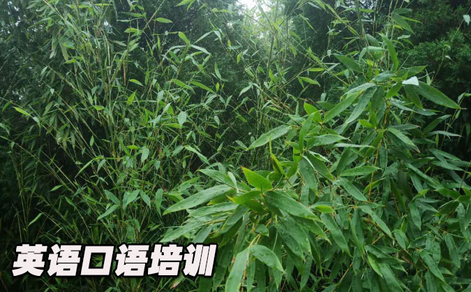 昆明盘龙区从零开始学英语口语_专业培训机构，免费试听-美联学校