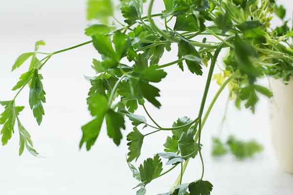 许昌中医师承培训机构排名